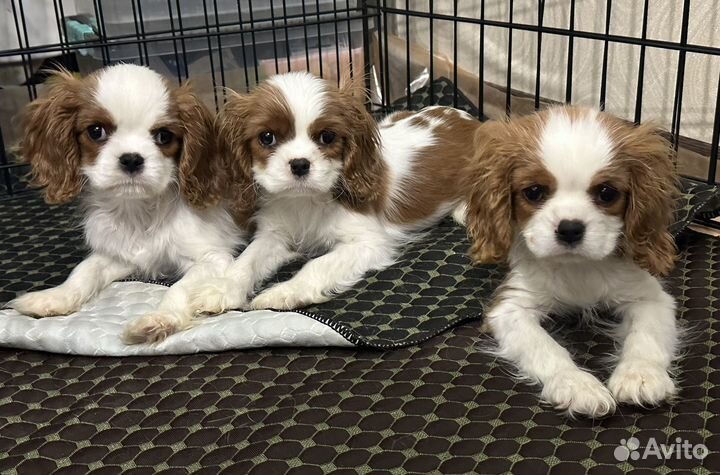 Кавалер кинг чарльз спаниель