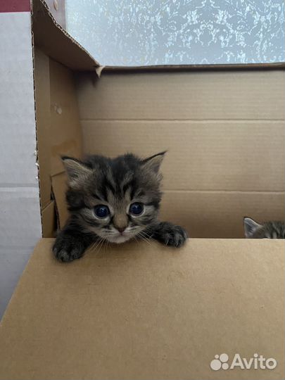 Шотландские котята