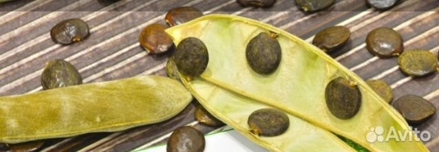 Семена бонсай Глициния Китайская Янтай, 5 шт