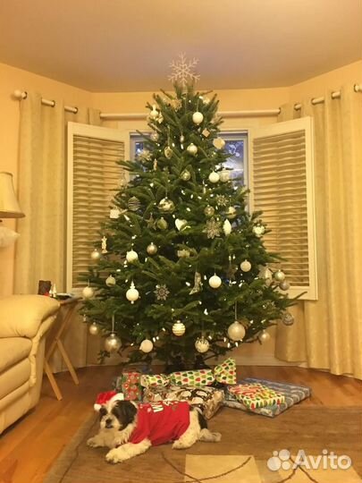 Пихта фрейзера Премиум