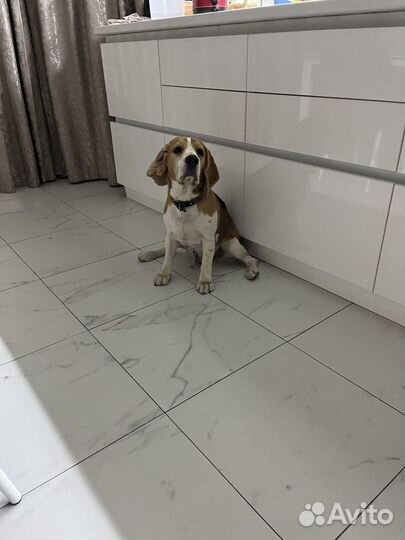 Бигль в добрые руки