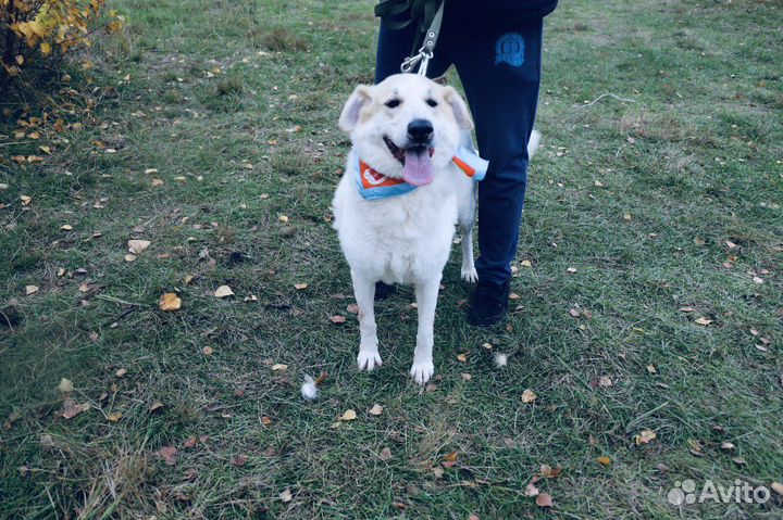 Самая добрая на свете собака умрет в приюте