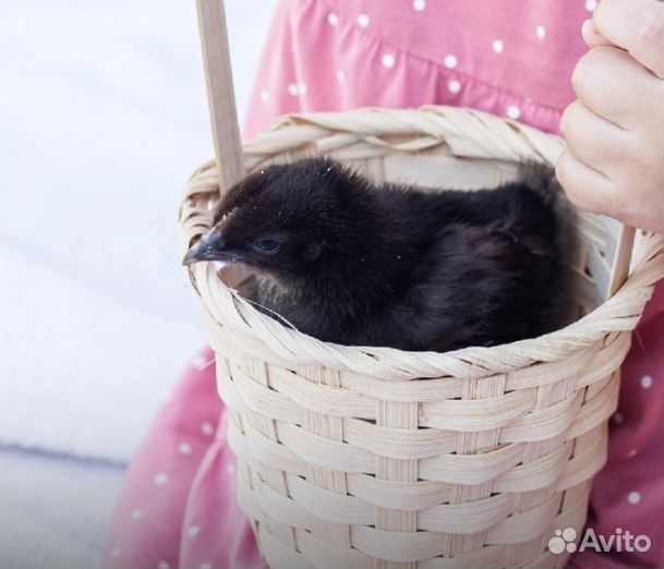Петушки 4 месяца