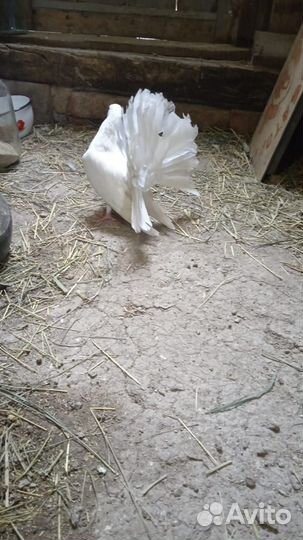 Продам голубей павлины