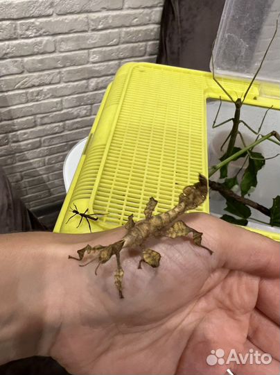 Австралийский палочник