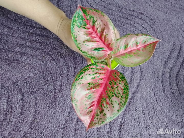 Аглаонема Род Нерф