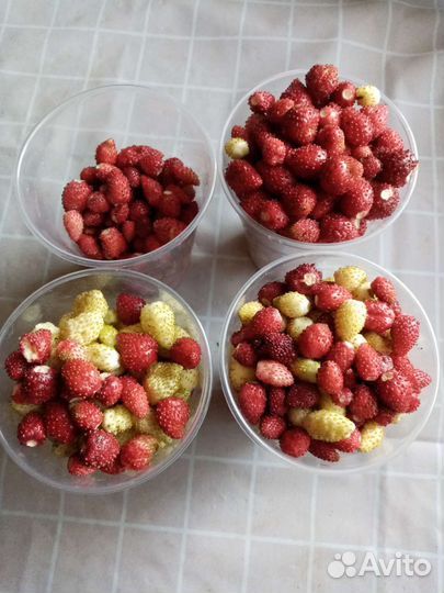 Ягоды земляники