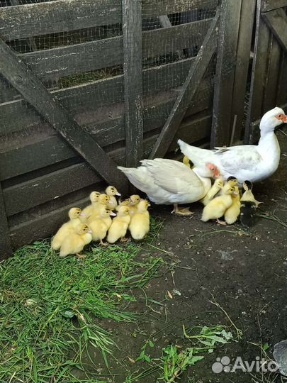 Утята. Утята суточные. Утята индоутки