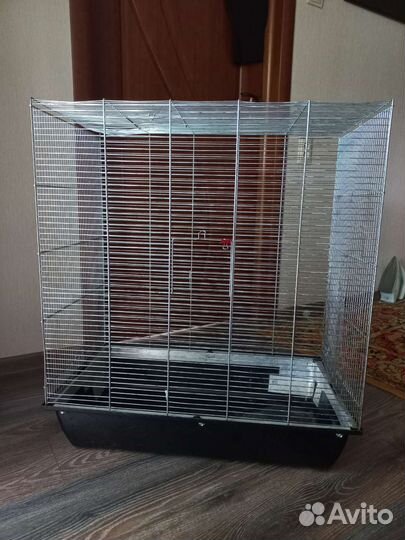 Шиншилла с клеткой (бронь до 1 сентября)