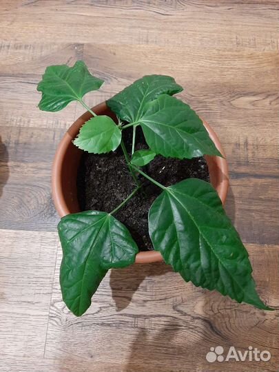 Цветы. отростки. Традесканция.Монстера. от