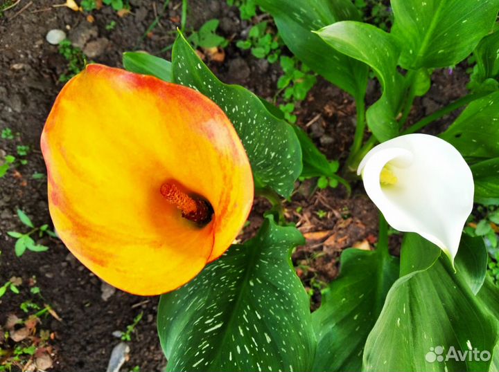 Садовые цветы и растения