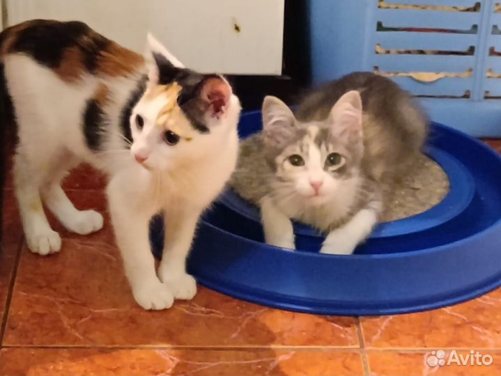 Две сестрички