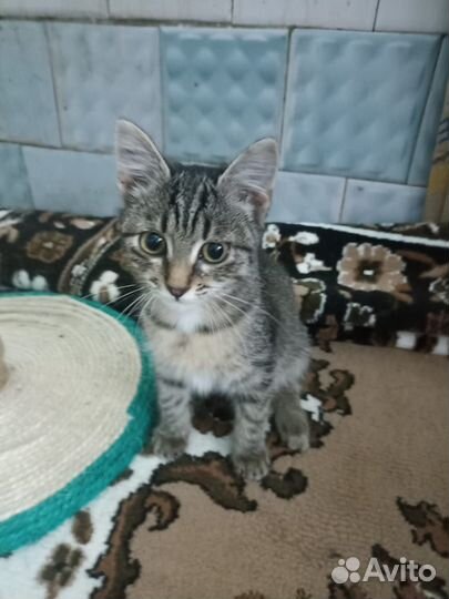 Котята в добрые руки бесплатно