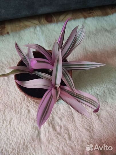 Традесканция розовая