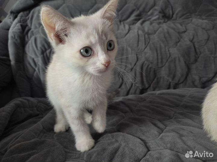 Британские котята