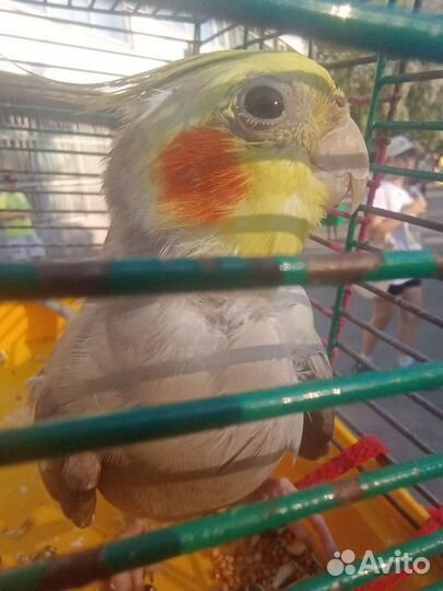 Передержка попугаев птиц хомяков свинок мышек