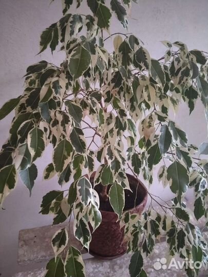 Кротон, Фикус бенджамина