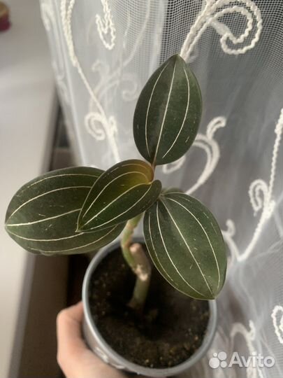 Орхидея лудизия