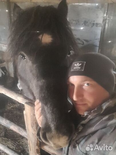 Лошадь кобыла