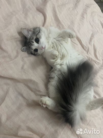Потерялась кошка