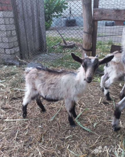 Козы и козлята продажа