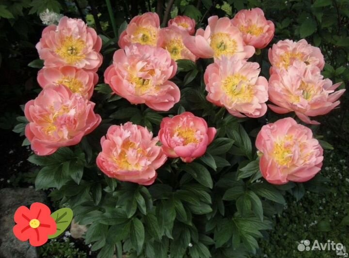 Пионы Корни Саженцы Пинк Гавайан Корал