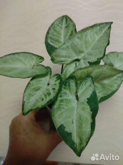 Сингониумы сортовые