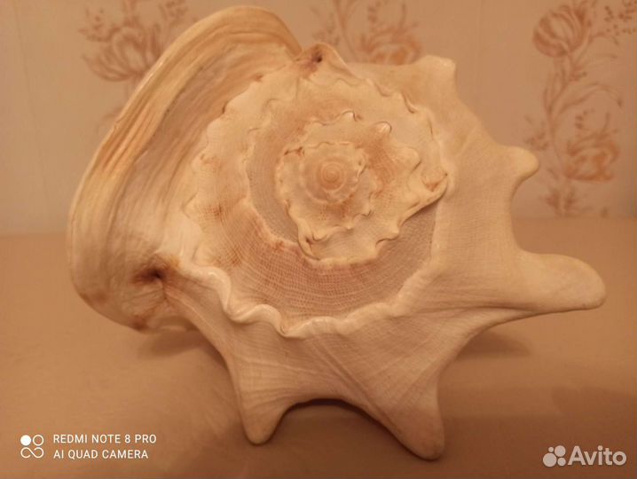 Большая морская ракушка