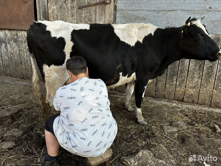 Продам корову