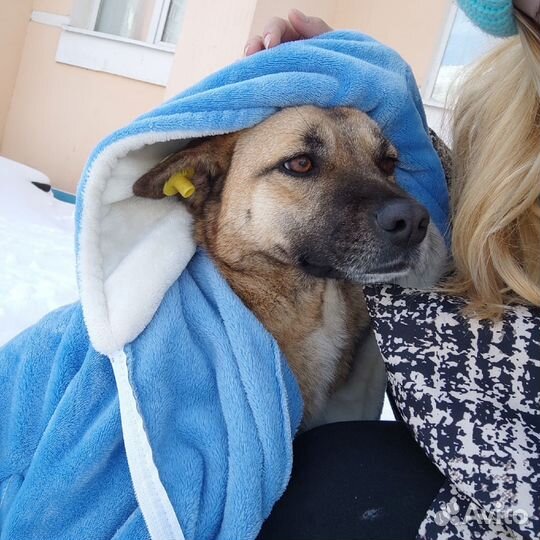 Маленькая собака Мира ищет дом