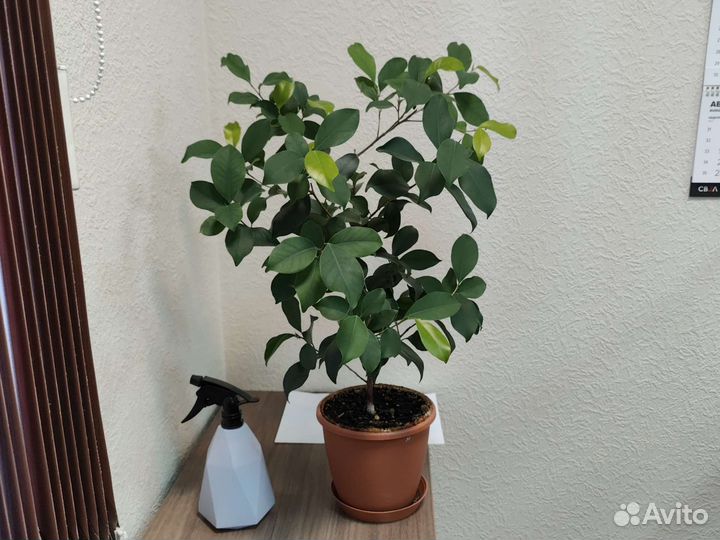 Фикус микрокарпа