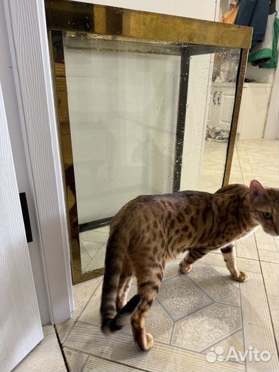 Аквариум 60 л