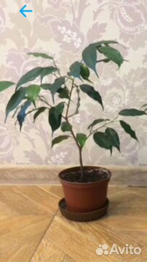 Фикус Бенджамина