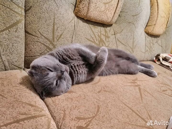 Отдам бесплатно