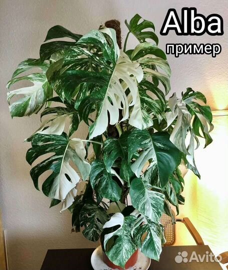 Монстера вариегатная alba