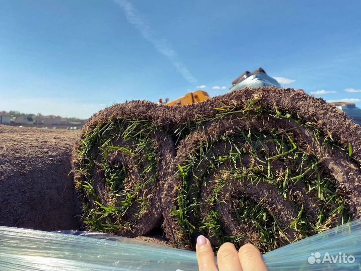 Газон рулонный с укладкой от производителя