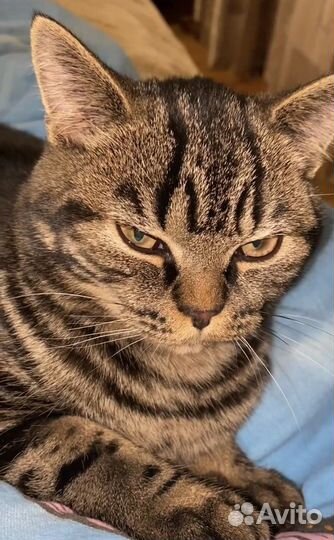 Шотландский кот вязка