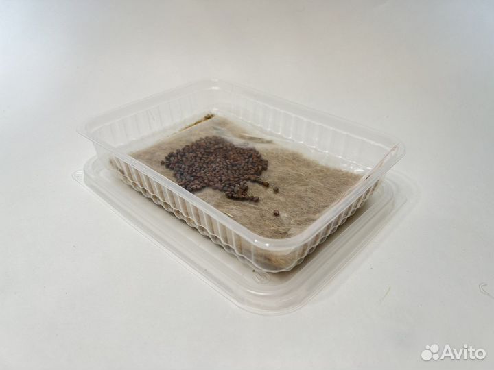 Набор для выращиваеия Микрозелень