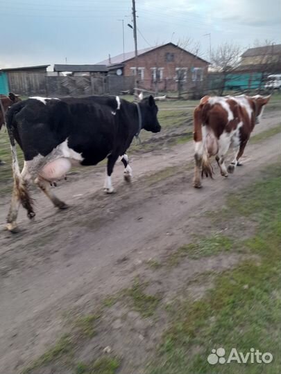 Коровы дойные молочные
