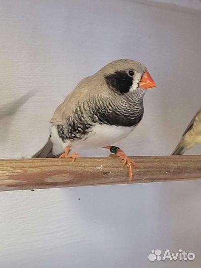 Зебровые амадины