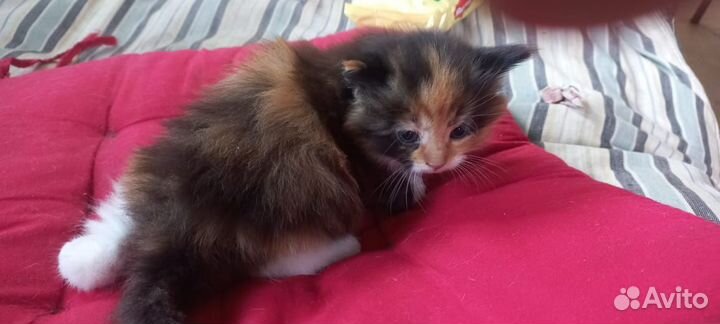 Отдам котенка только в добрые руки