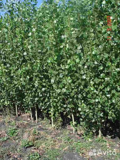 Саженцы Тополя