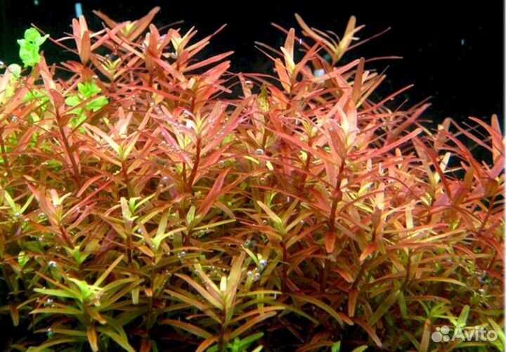 Растения для аквариума