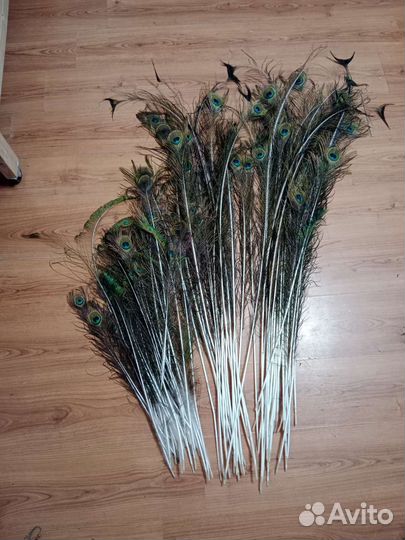 Перо павлина 2023
