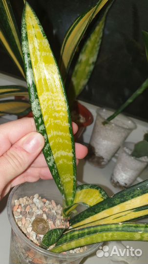 Сансевиерия Форескейт