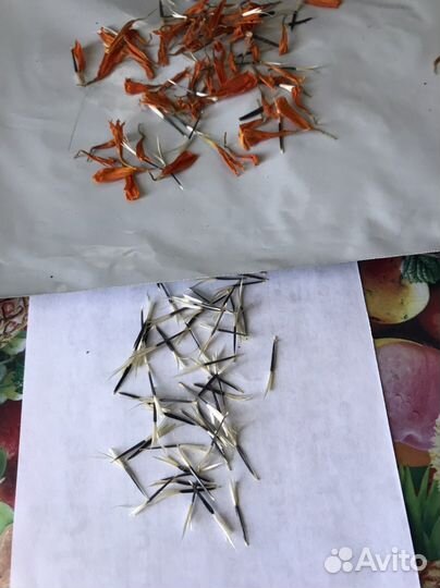 Бархатцы семена 2023 год