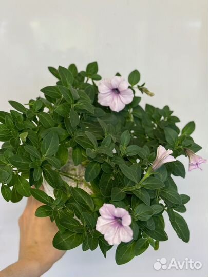 Рассада петунии, петуния каскадная пинк вейн