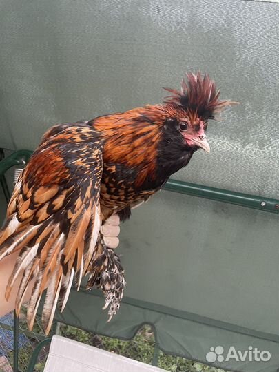 Молодые петухи