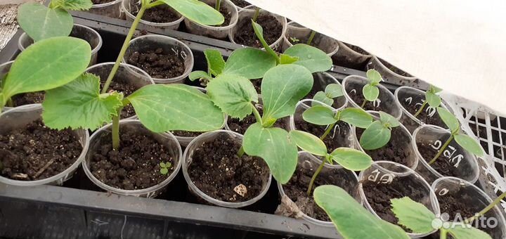 Растения для сада