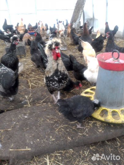 Голландские белохохлые